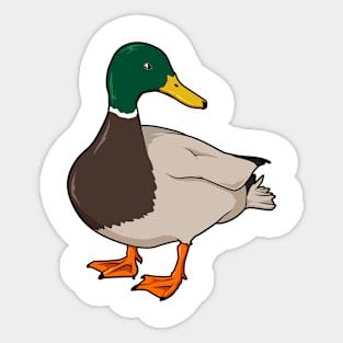 Drawing of mallard duck Sticker